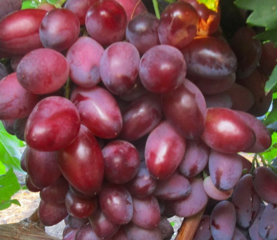 иран виноград